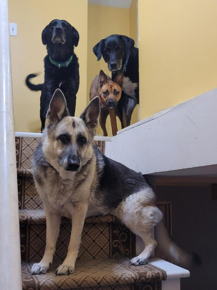 Chestnut Ridge Animal Clinic Image