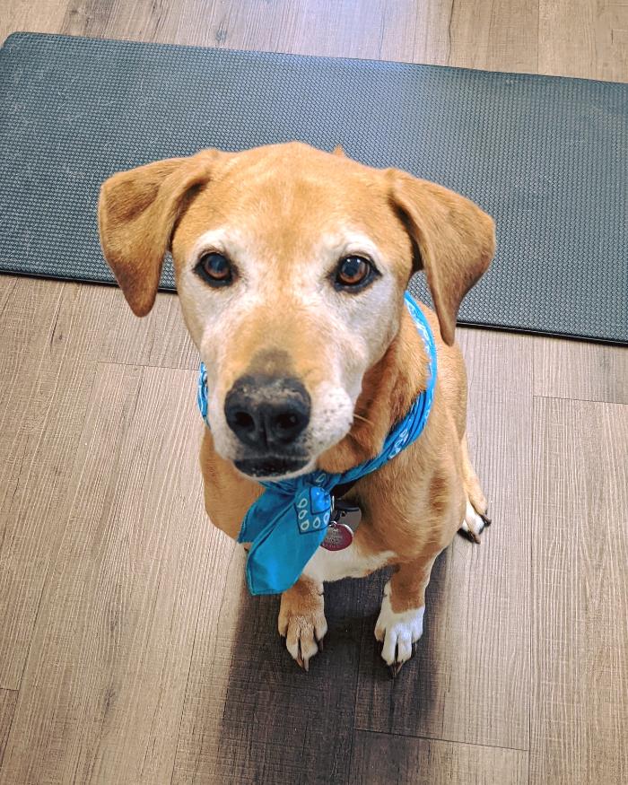 Chestnut Ridge Animal Clinic Image