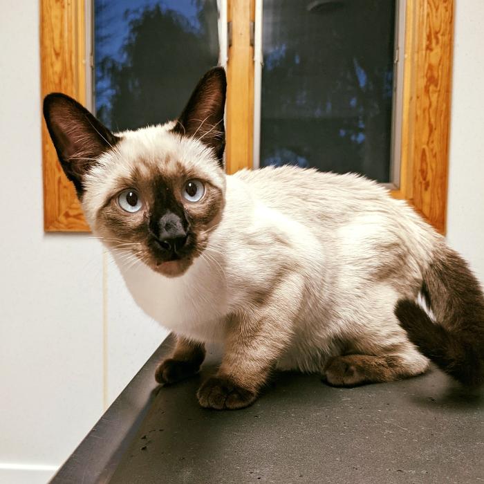 Chestnut Ridge Animal Clinic Image