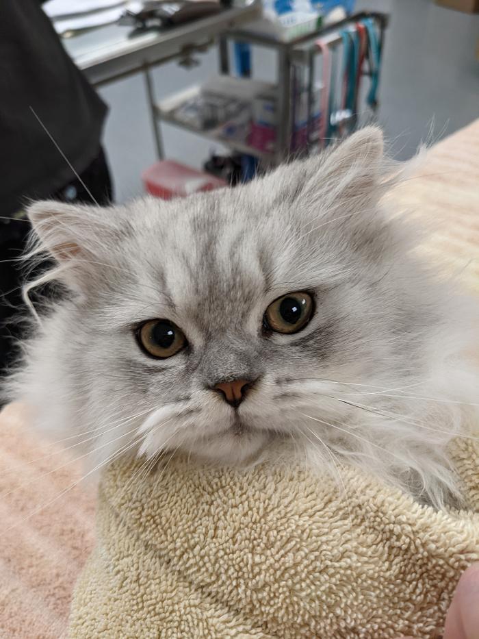 Chestnut Ridge Animal Clinic Image