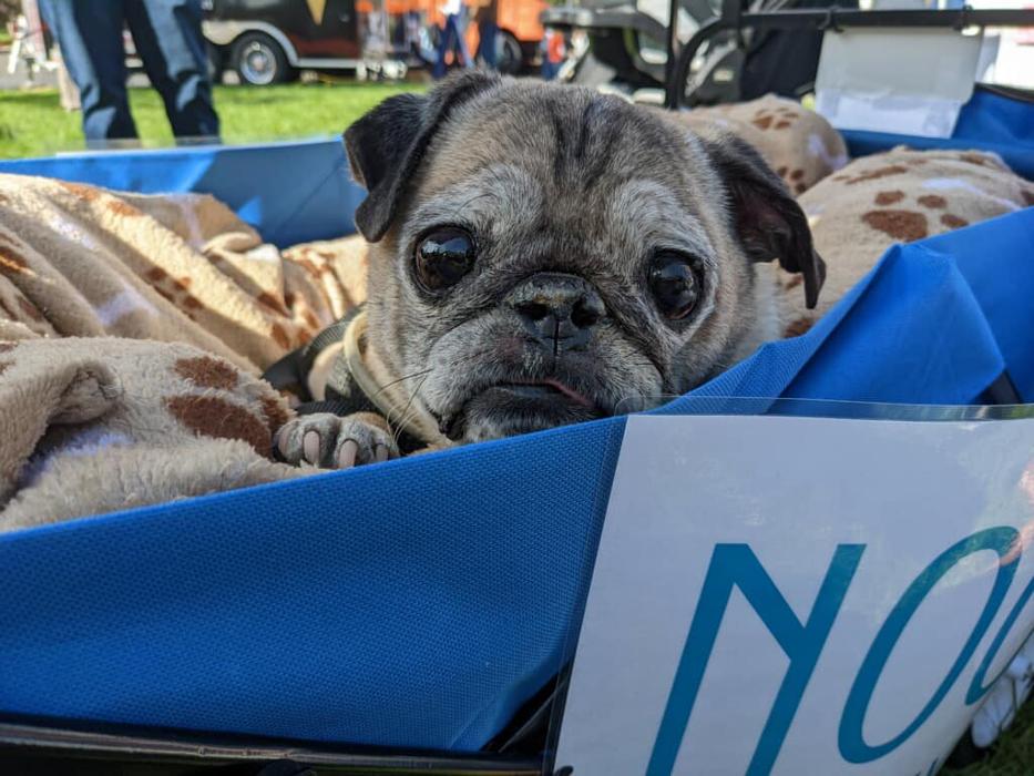 Chestnut Ridge Animal Clinic Image