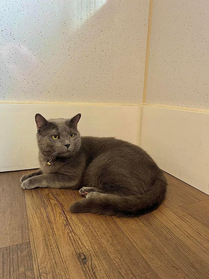 Chestnut Ridge Animal Clinic Image