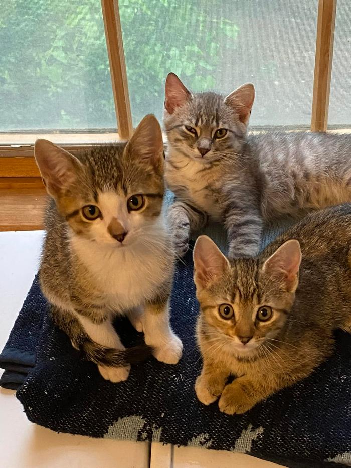 Chestnut Ridge Animal Clinic Image