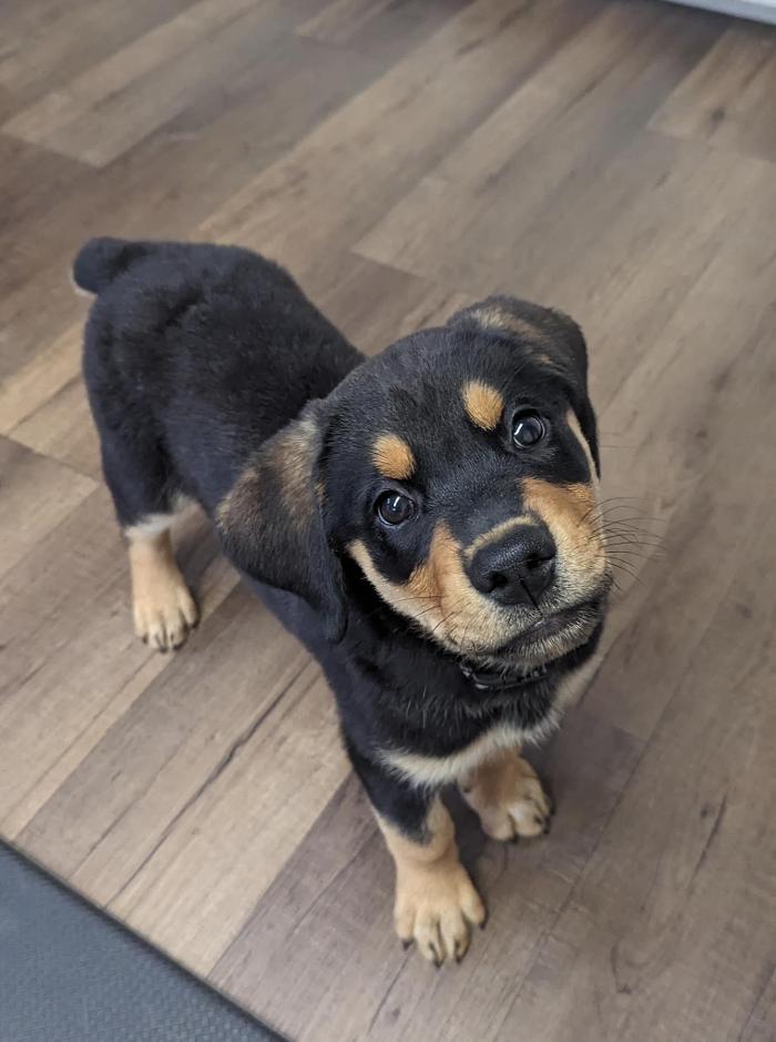 Chestnut Ridge Animal Clinic Image