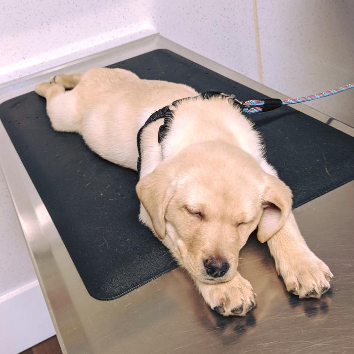 Chestnut Ridge Animal Clinic Image