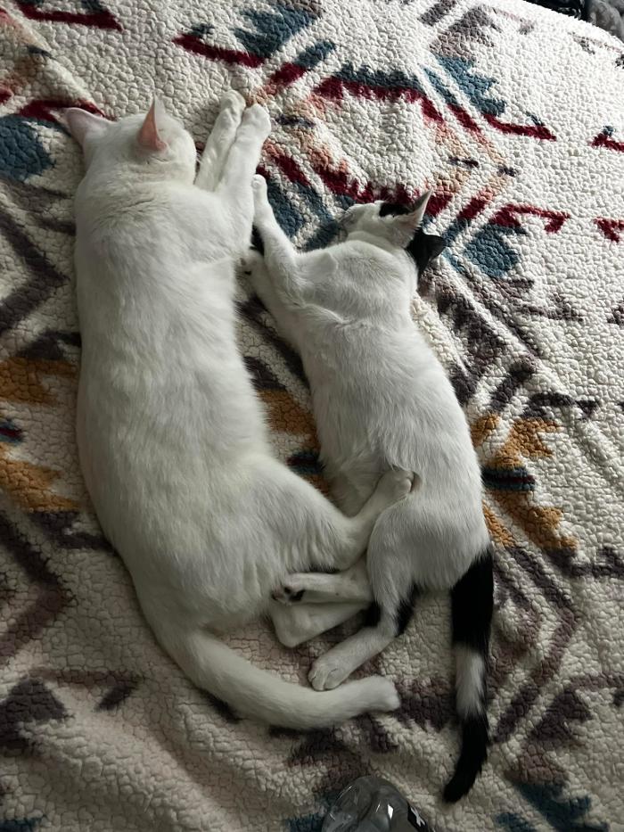 Chestnut Ridge Animal Clinic Image