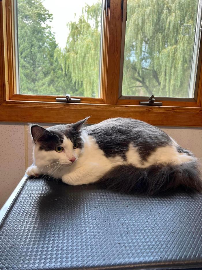 Chestnut Ridge Animal Clinic Image