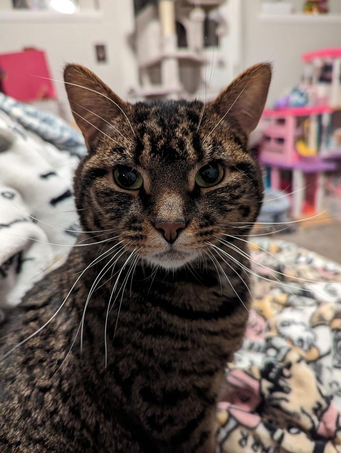 Chestnut Ridge Animal Clinic Image