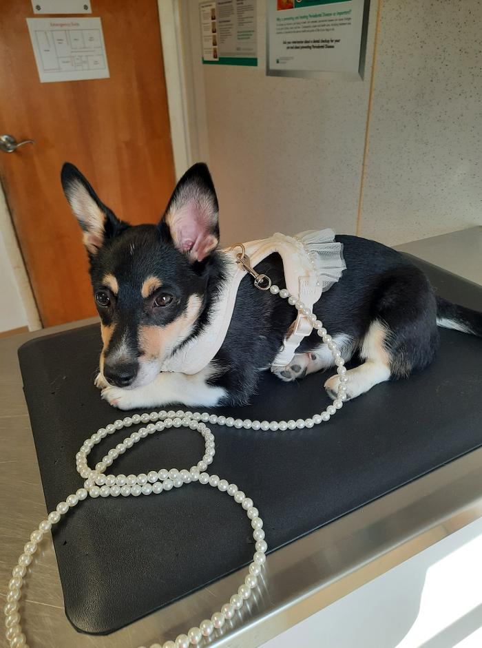 Chestnut Ridge Animal Clinic Image