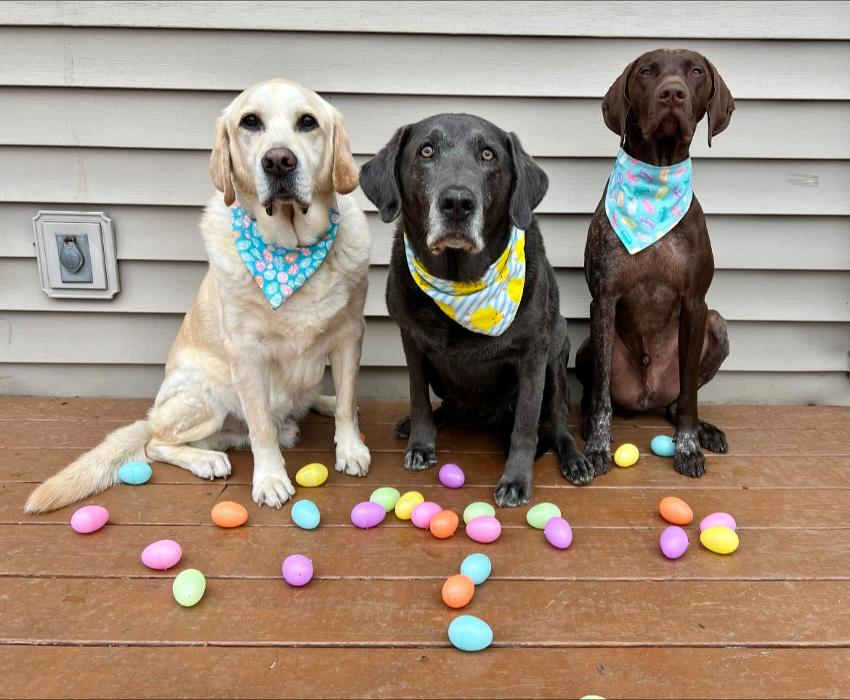 Chestnut Ridge Animal Clinic Image