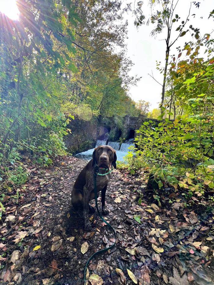 Chestnut Ridge Animal Clinic Image