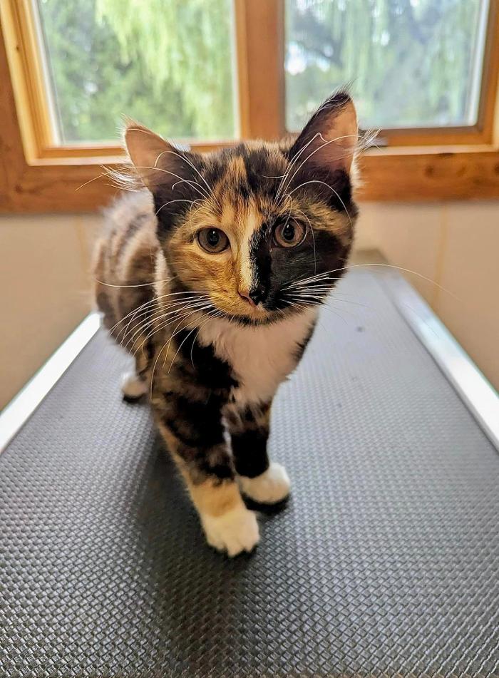 Chestnut Ridge Animal Clinic Image