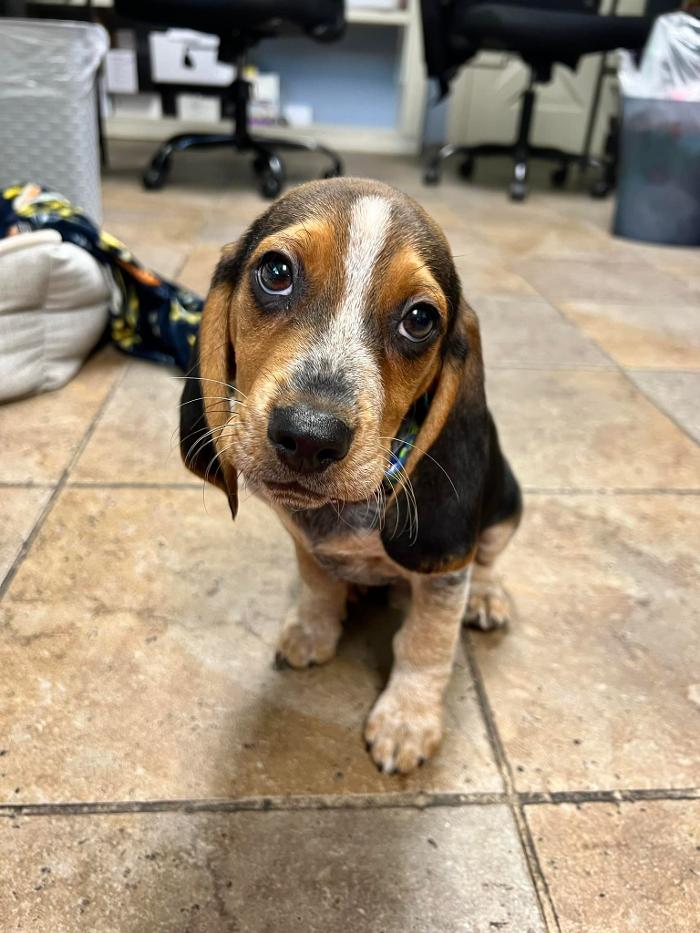 Chestnut Ridge Animal Clinic Image