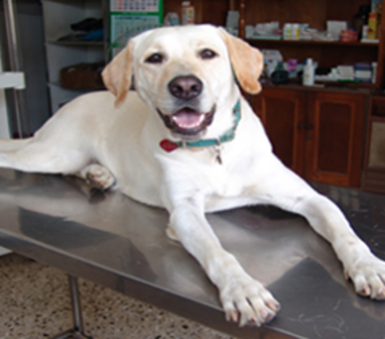 Chestnut Ridge Animal Clinic Image