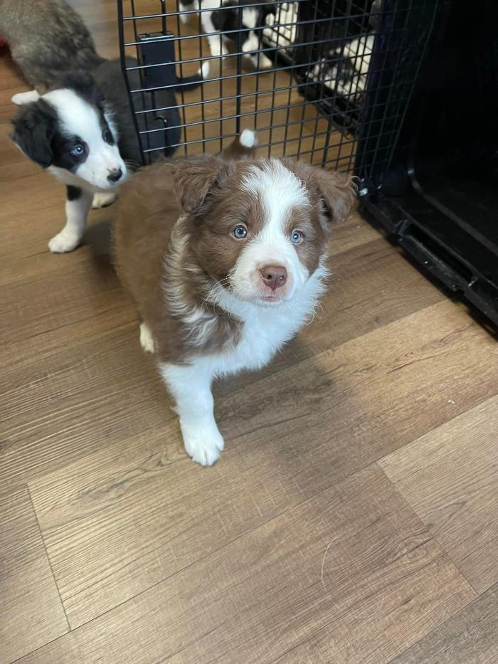 Chestnut Ridge Animal Clinic Image