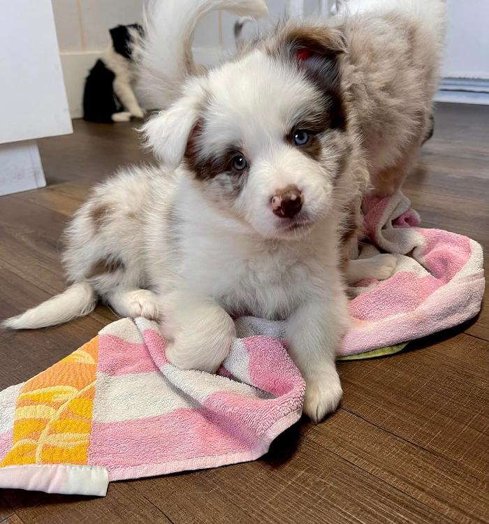 Chestnut Ridge Animal Clinic Image