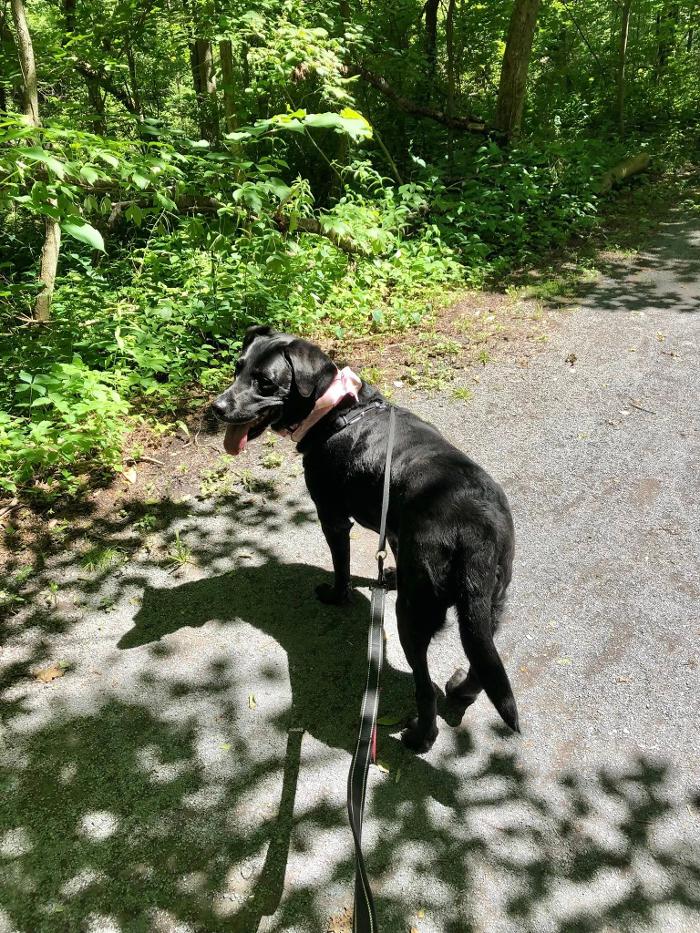 Chestnut Ridge Animal Clinic Image