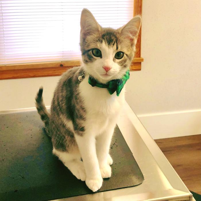 Chestnut Ridge Animal Clinic Image