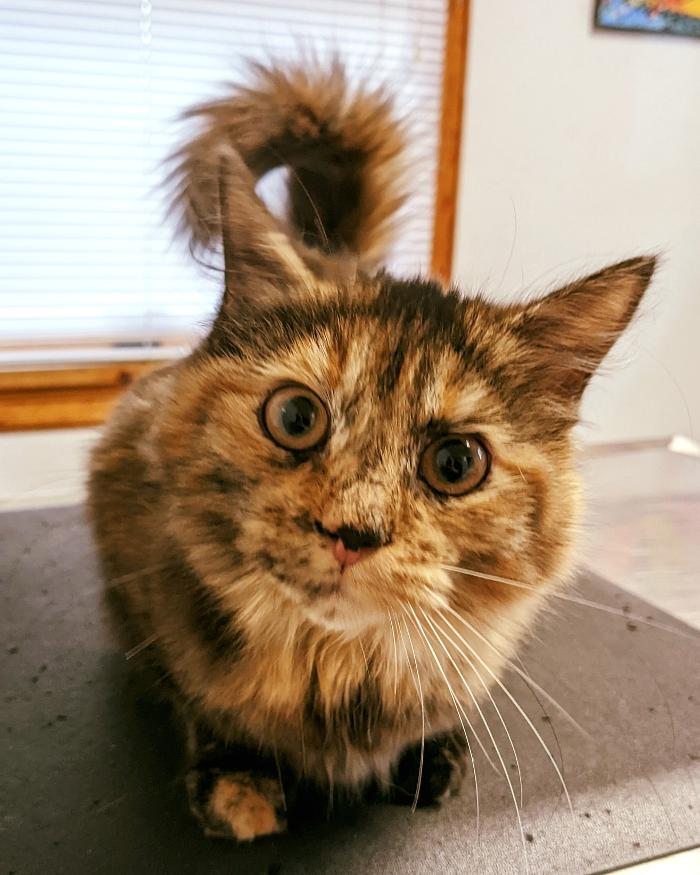 Chestnut Ridge Animal Clinic Image