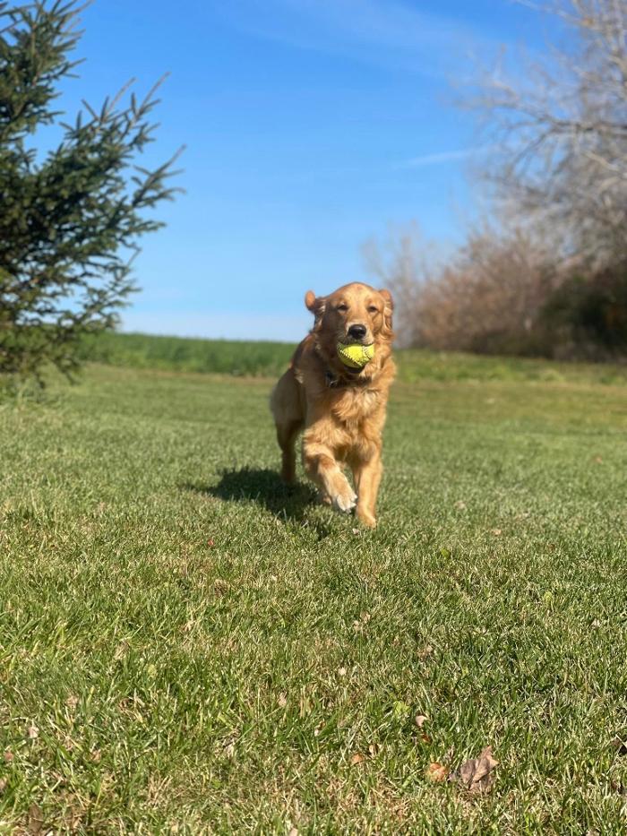 Chestnut Ridge Animal Clinic Image