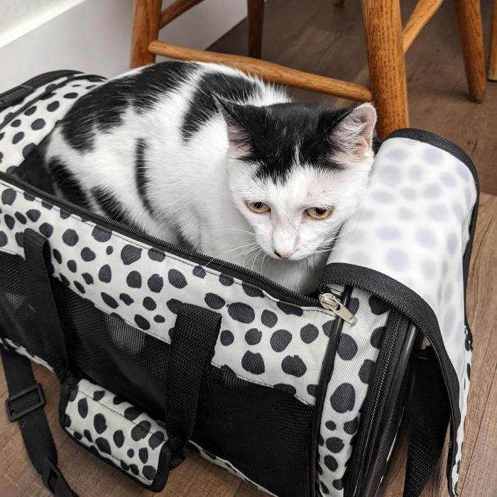 Chestnut Ridge Animal Clinic Image