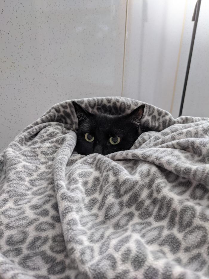 Chestnut Ridge Animal Clinic Image