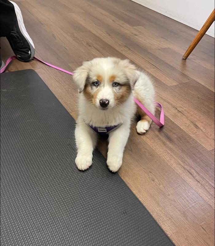 Chestnut Ridge Animal Clinic Image