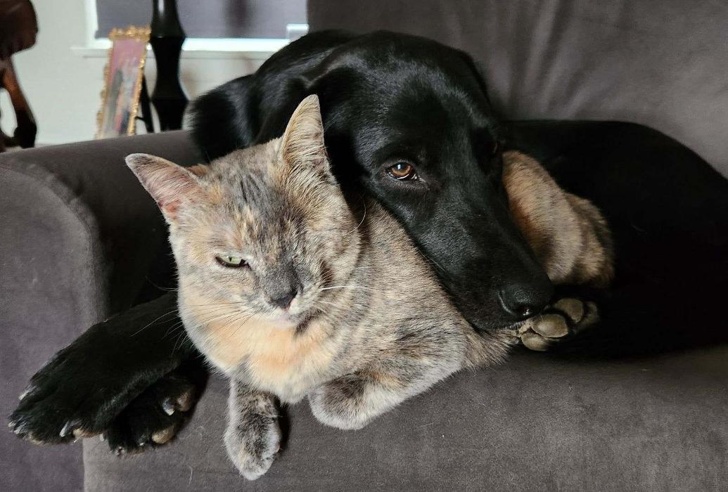 Chestnut Ridge Animal Clinic Image