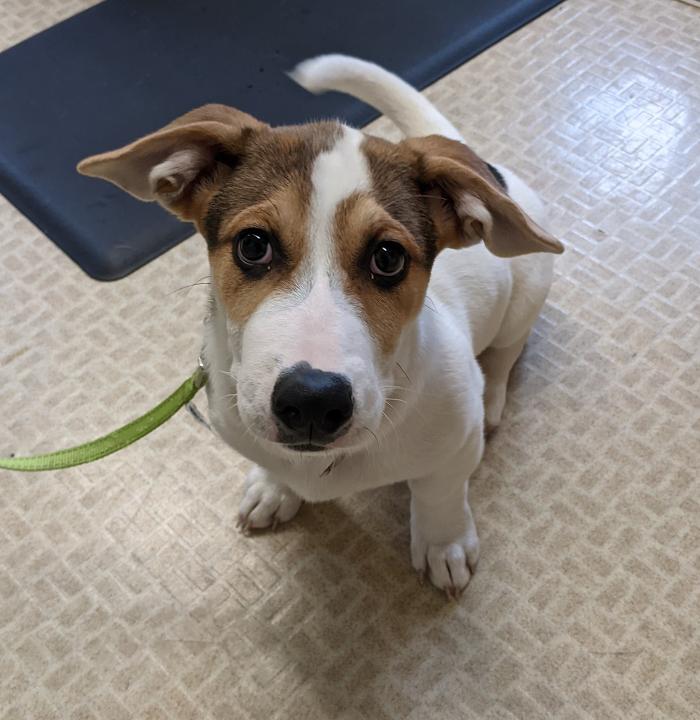 Chestnut Ridge Animal Clinic Image