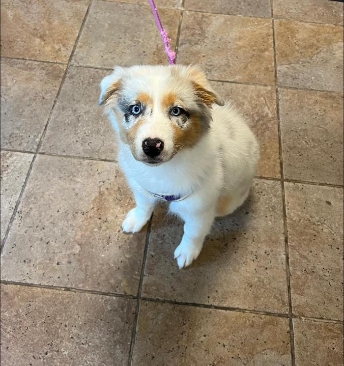 Chestnut Ridge Animal Clinic Image