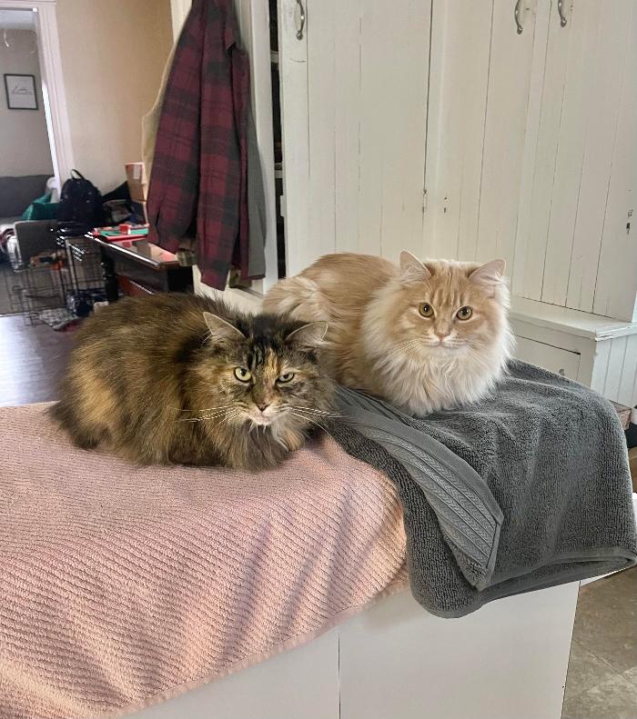 Chestnut Ridge Animal Clinic Image