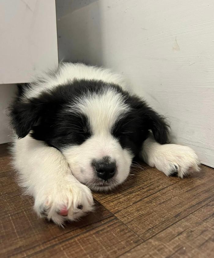 Chestnut Ridge Animal Clinic Image