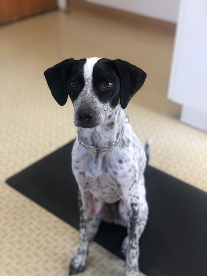 Chestnut Ridge Animal Clinic Image