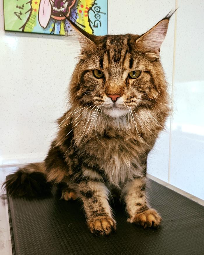 Chestnut Ridge Animal Clinic Image