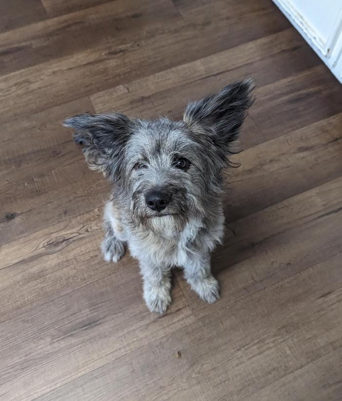 Chestnut Ridge Animal Clinic Image