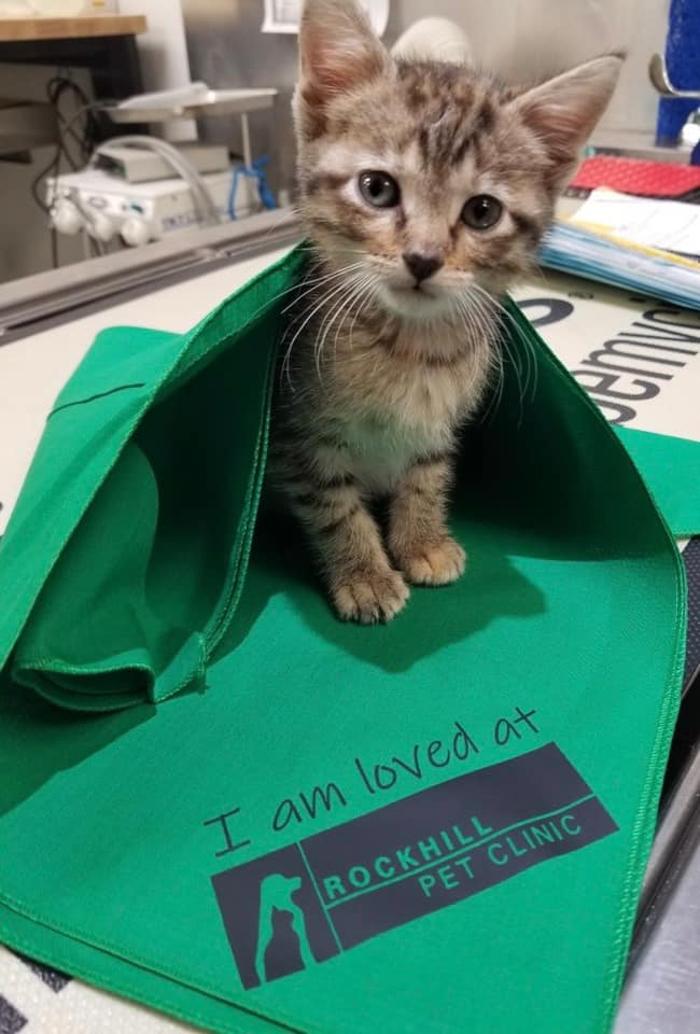 Rockhill Pet Clinic - Kansas City, MO