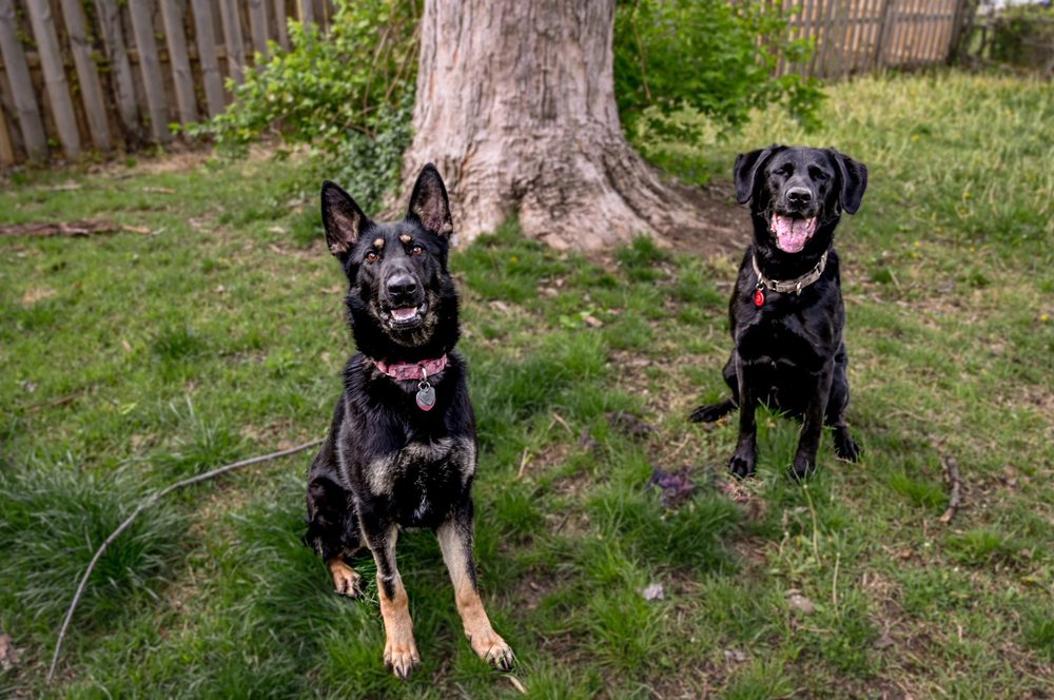 Rockhill Pet Clinic - Kansas City, MO