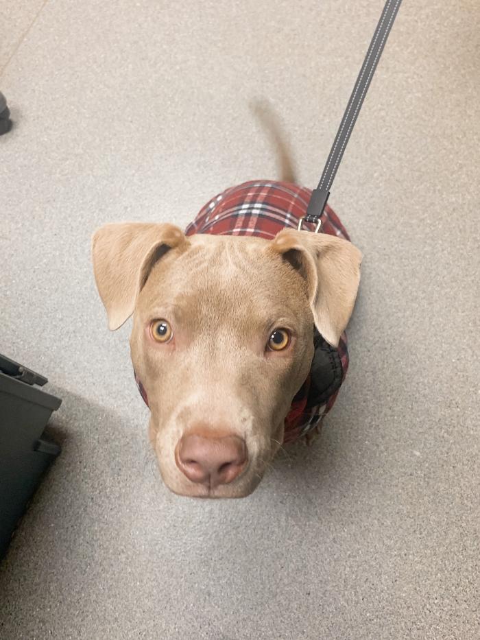 Rockhill Pet Clinic - Kansas City, MO