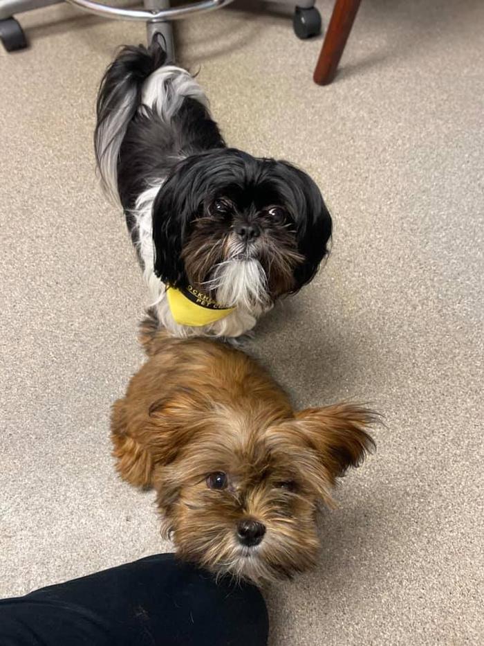Rockhill Pet Clinic - Kansas City, MO