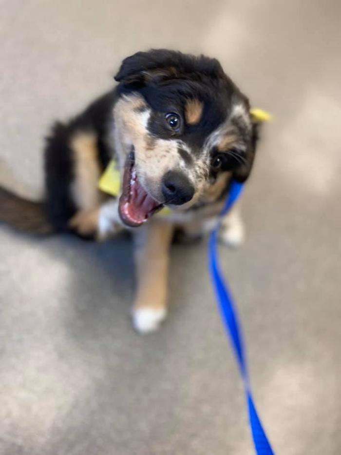Rockhill Pet Clinic - Kansas City, MO