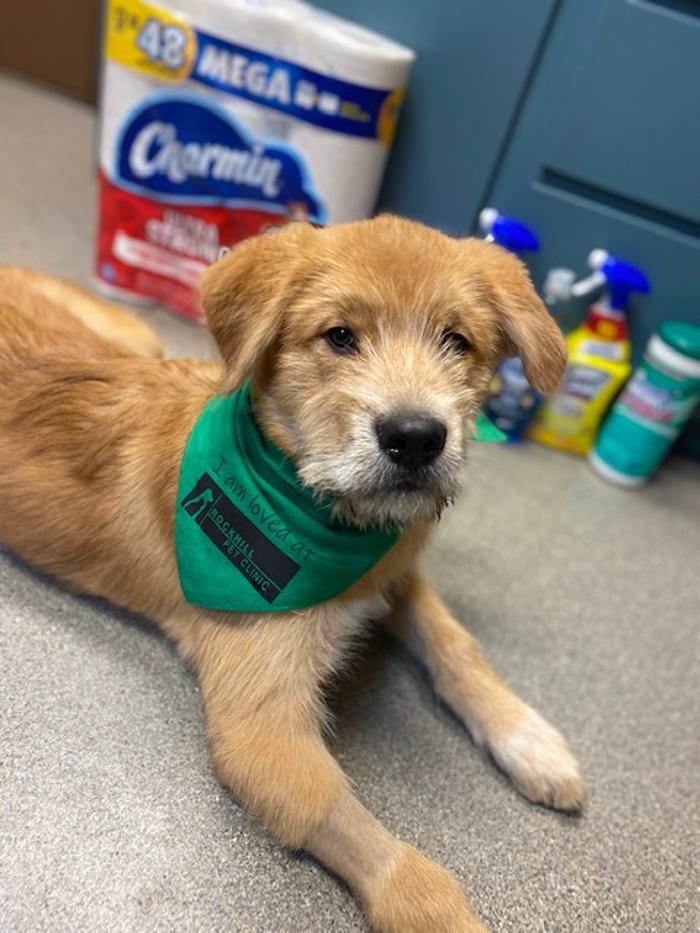 Rockhill Pet Clinic - Kansas City, MO