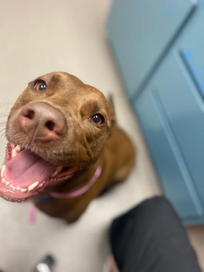 Rockhill Pet Clinic - Kansas City, MO