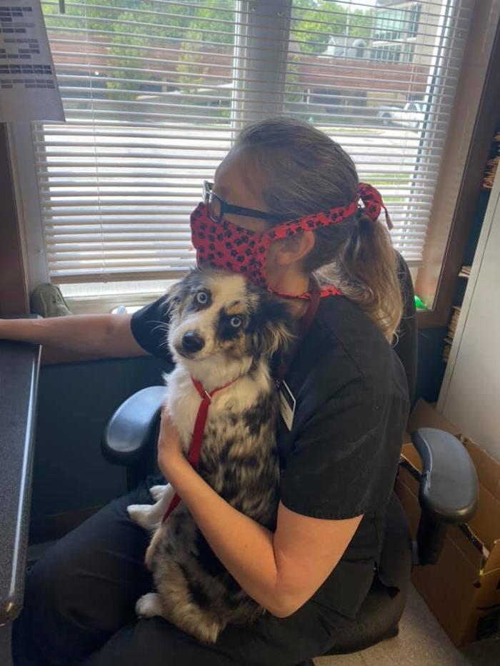 Rockhill Pet Clinic - Kansas City, MO