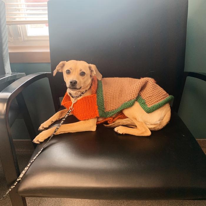 Rockhill Pet Clinic - Kansas City, MO