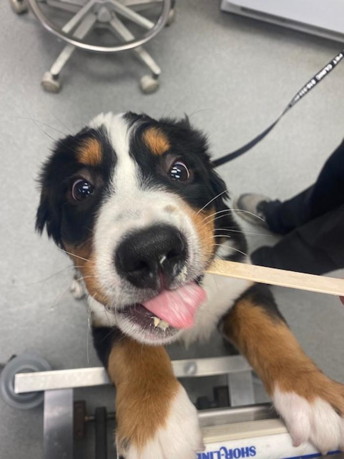 Rockhill Pet Clinic - Kansas City, MO
