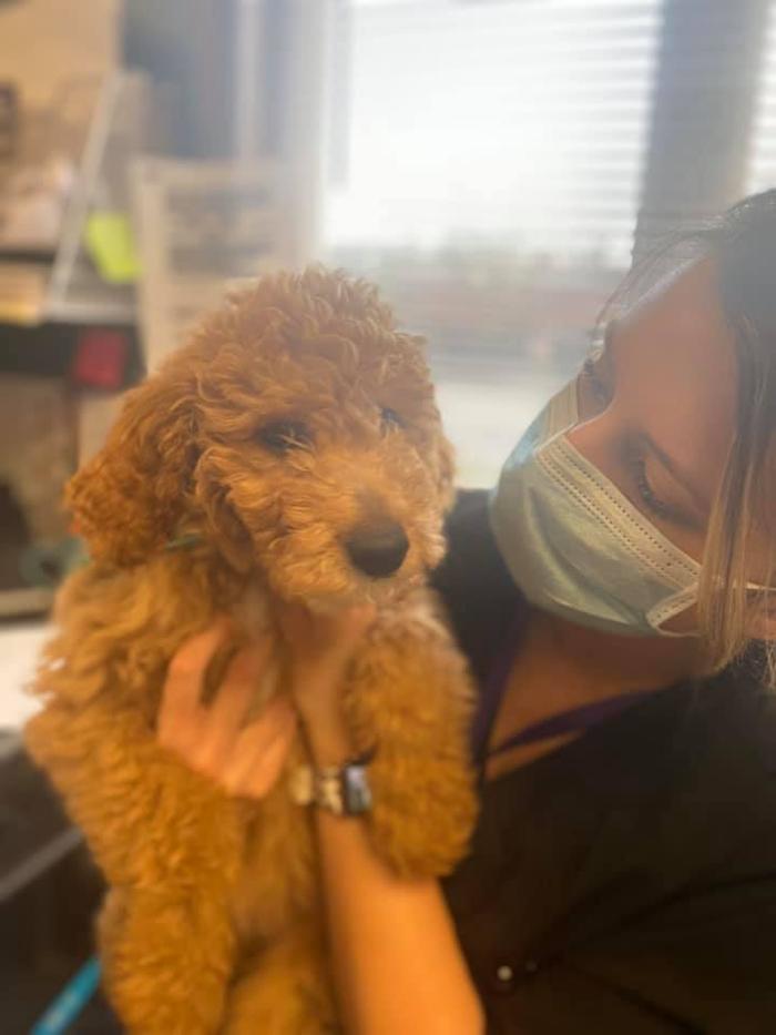Rockhill Pet Clinic - Kansas City, MO