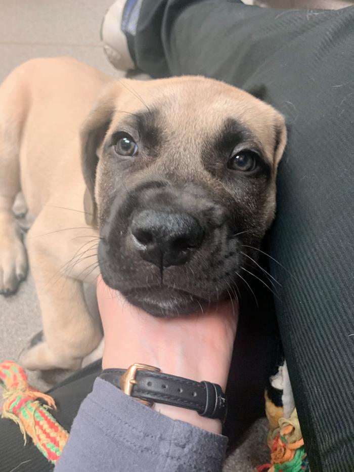 Rockhill Pet Clinic - Kansas City, MO