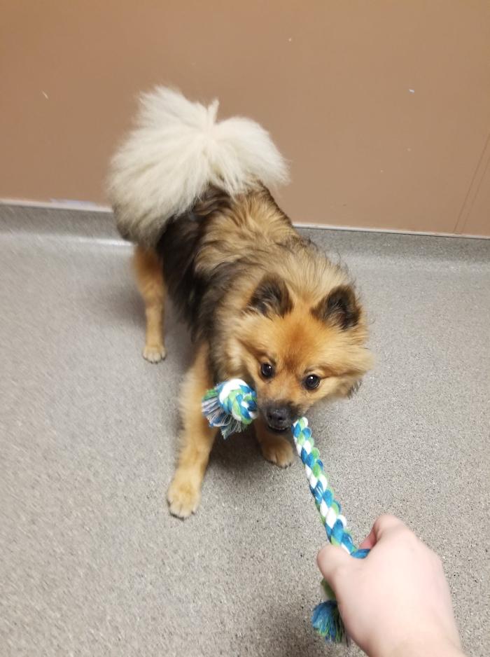 Rockhill Pet Clinic - Kansas City, MO