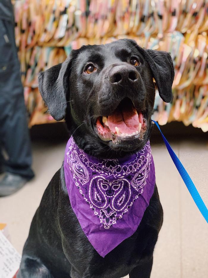 Rockhill Pet Clinic - Kansas City, MO