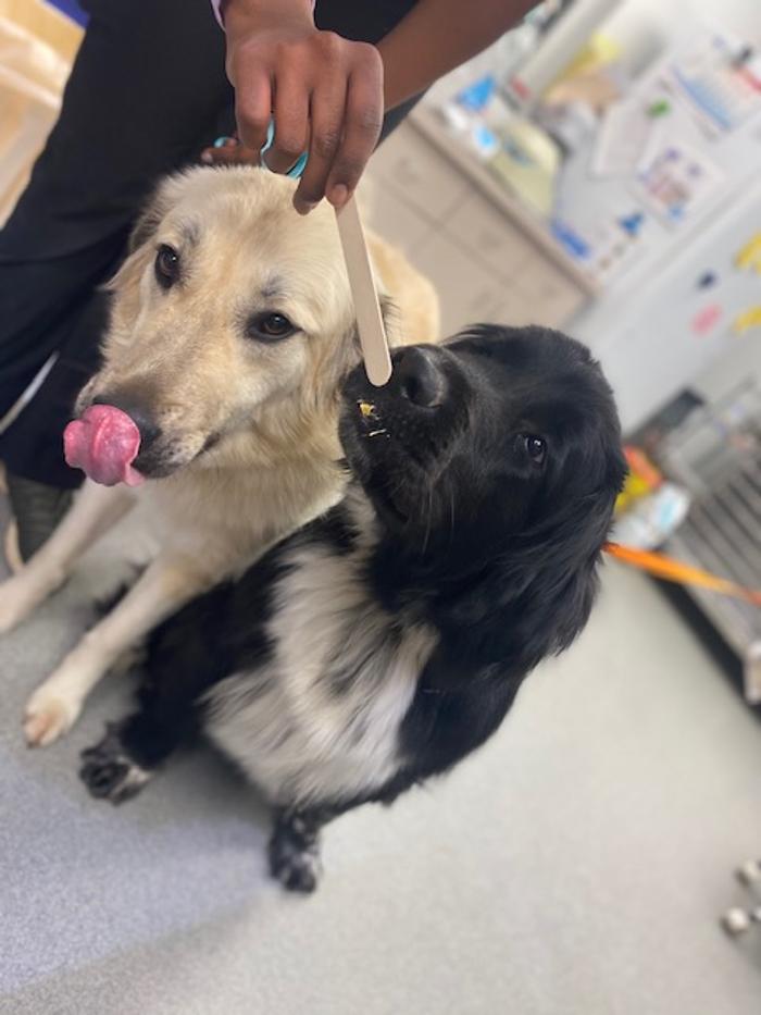 Rockhill Pet Clinic - Kansas City, MO